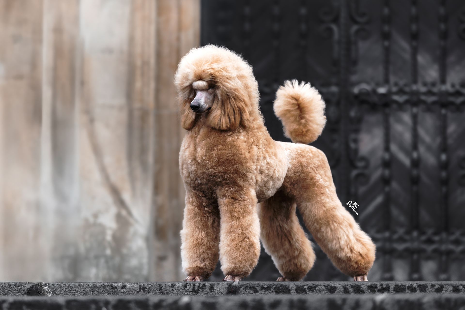 DOGSHOWS