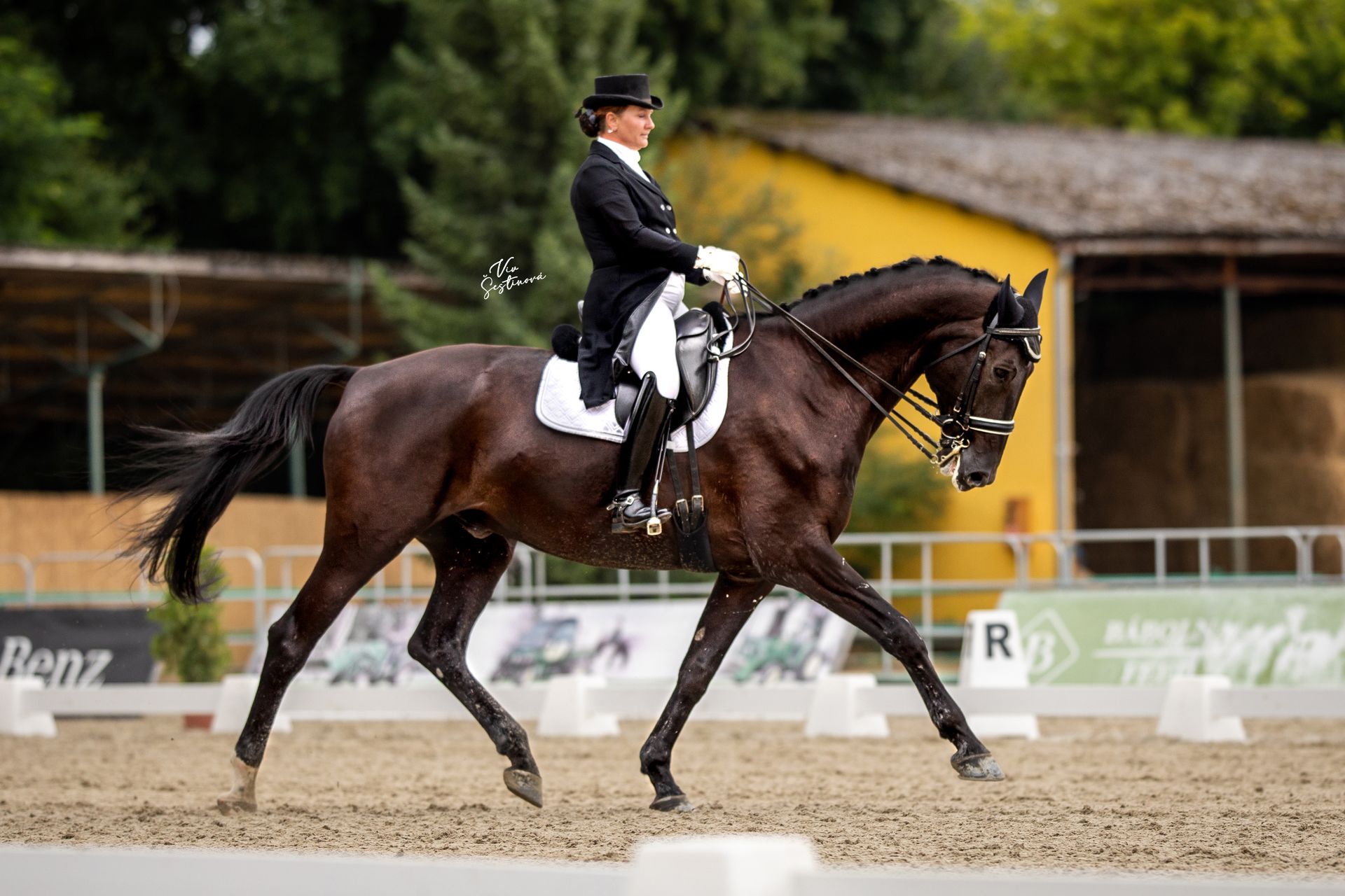 Dressage