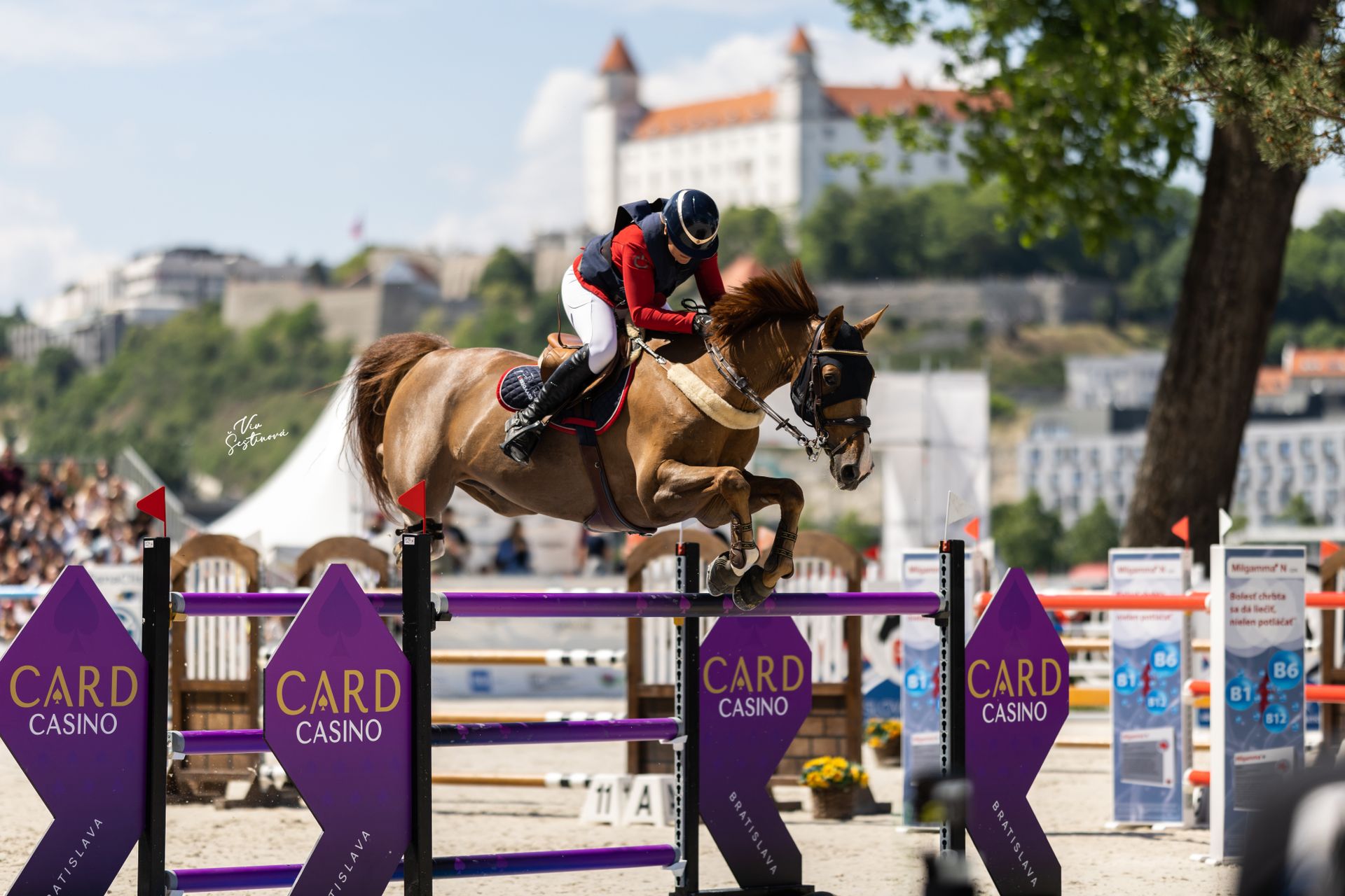 Showjumping