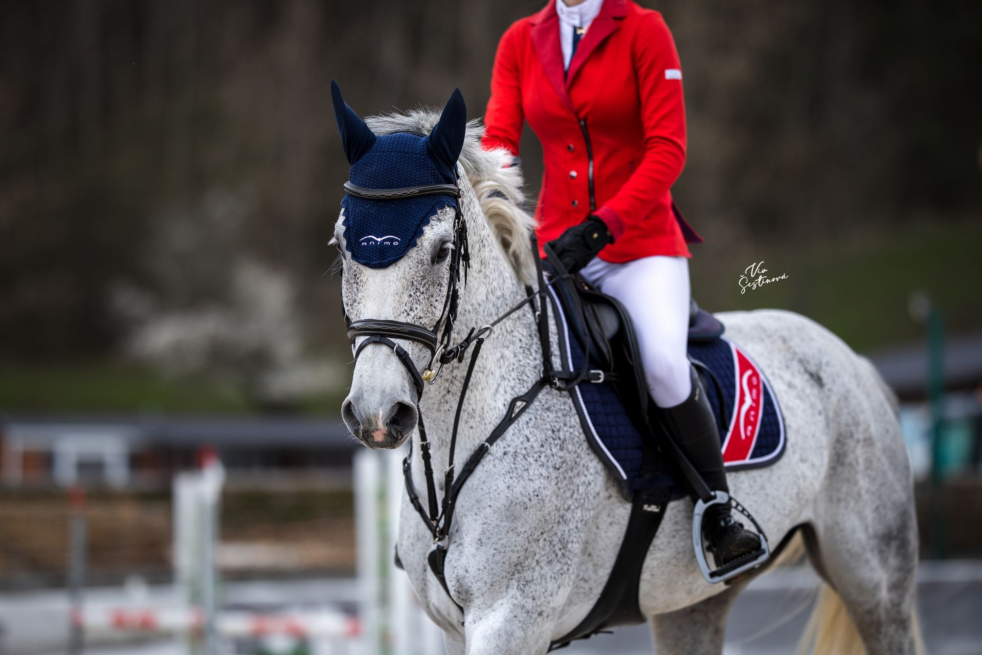 Showjumping