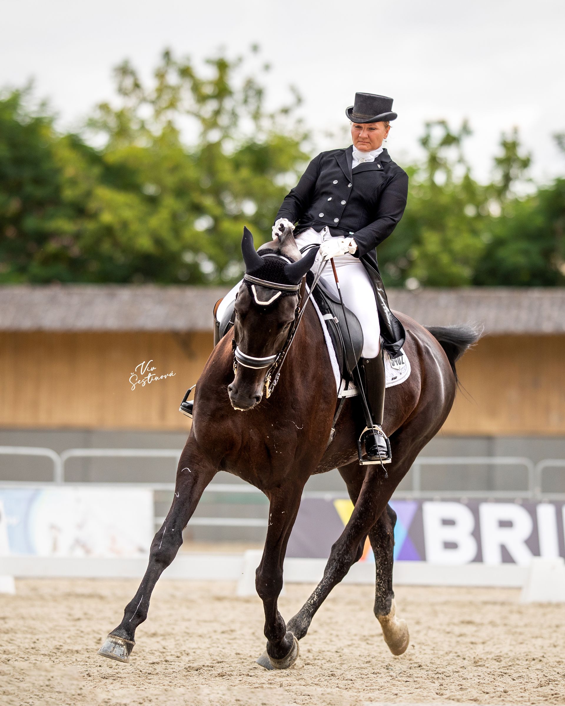 Dressage