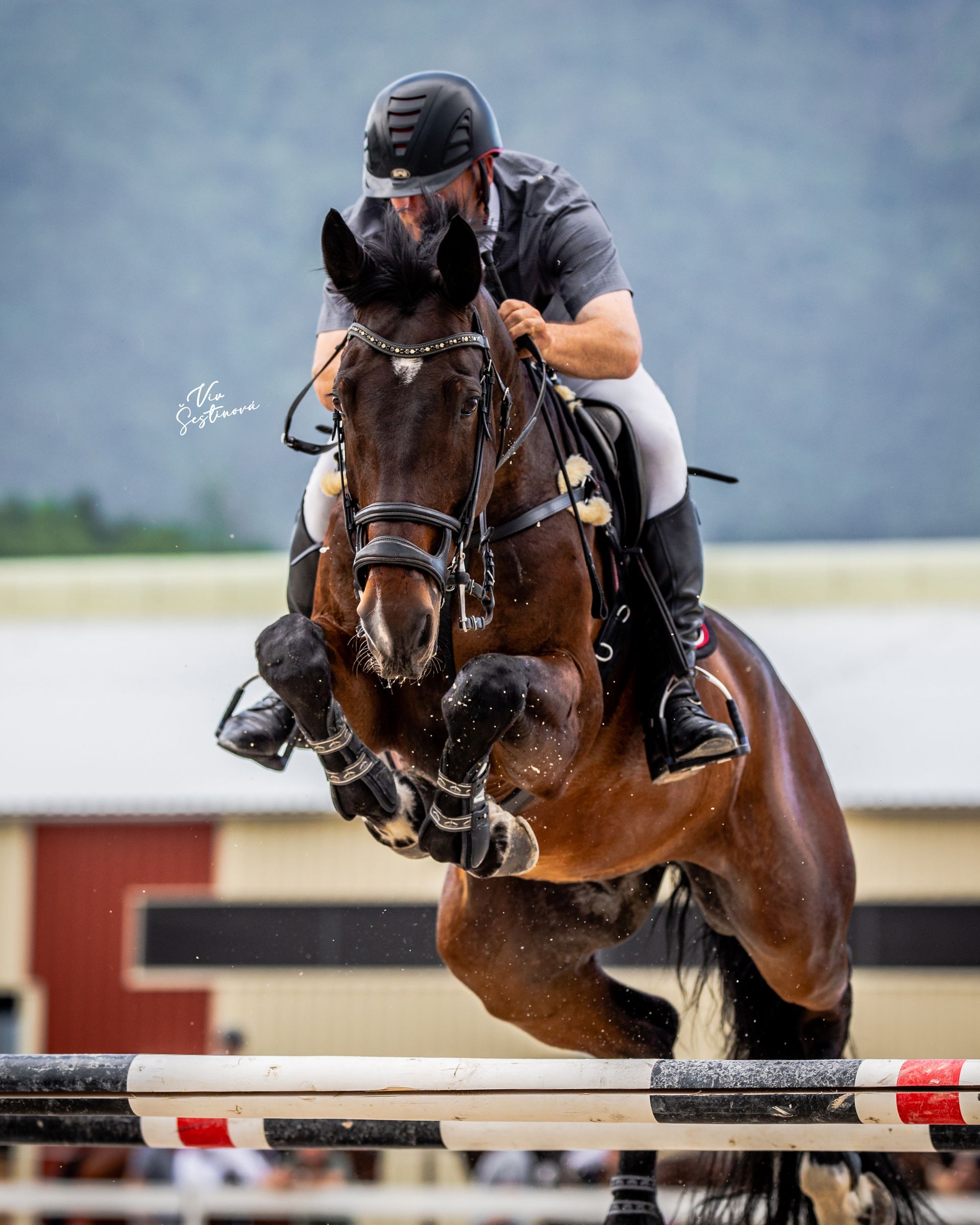 Showjumping