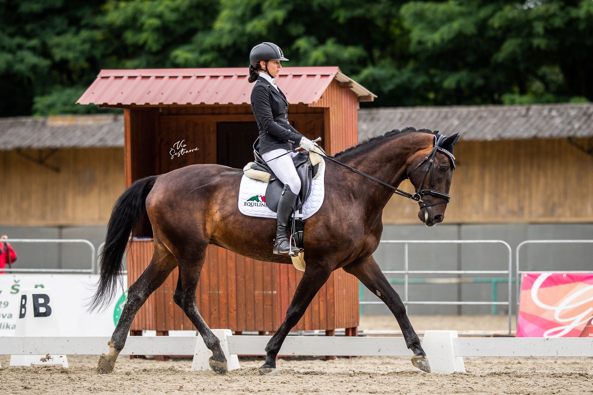 Dressage