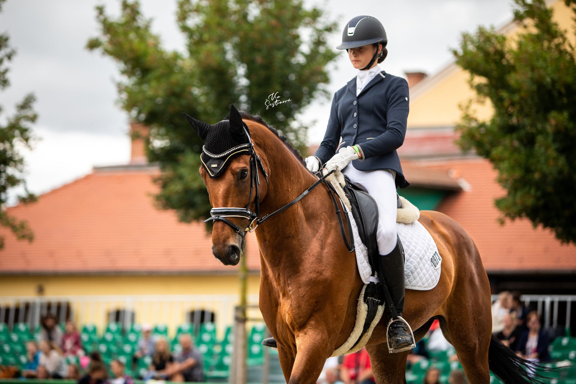Dressage