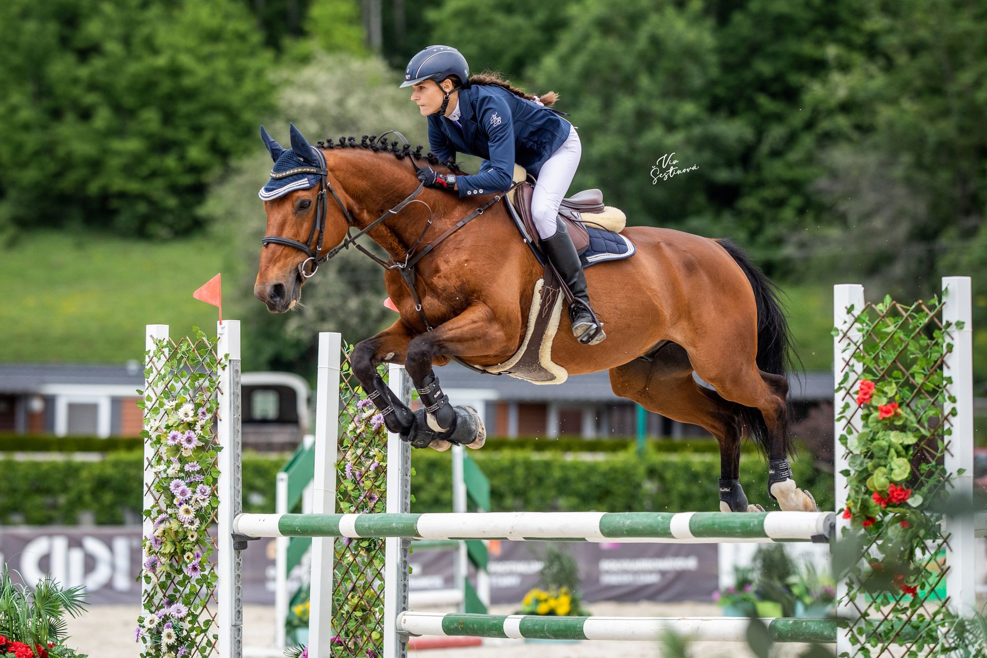 Showjumping
