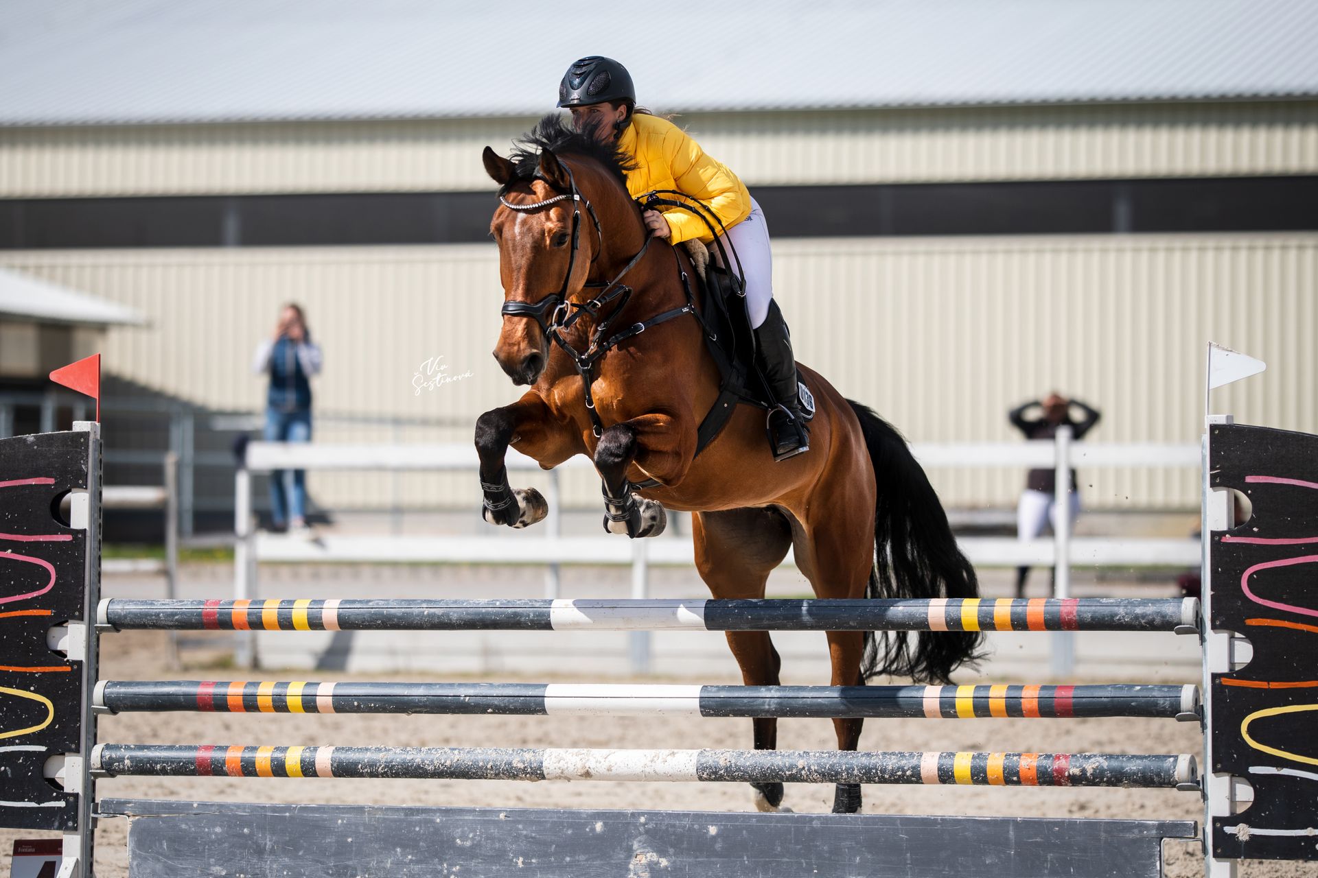 Showjumping