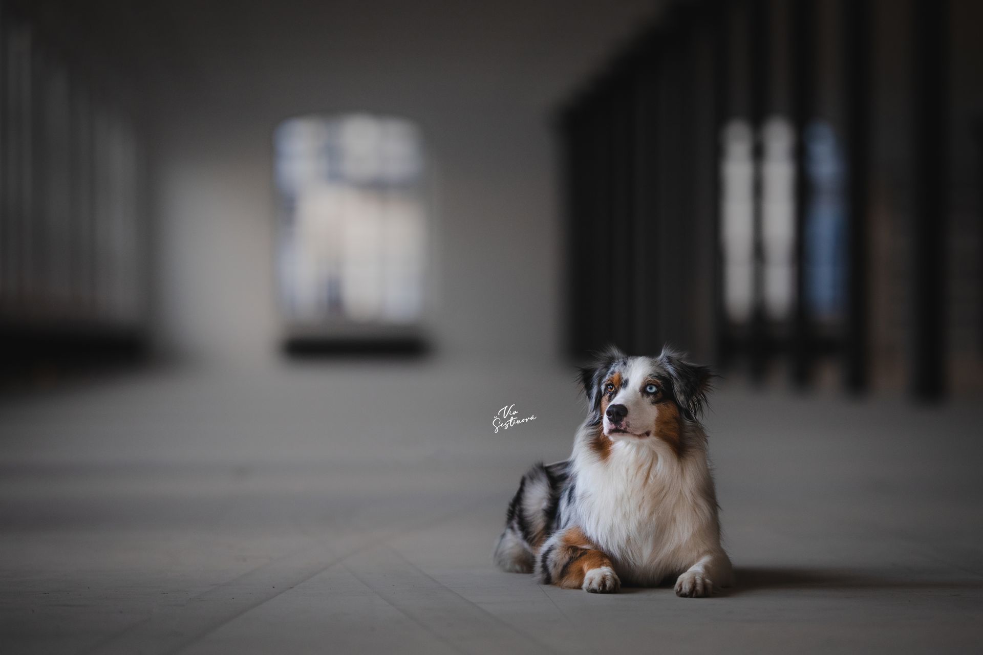 DEDICATED PHOTOSHOOTS