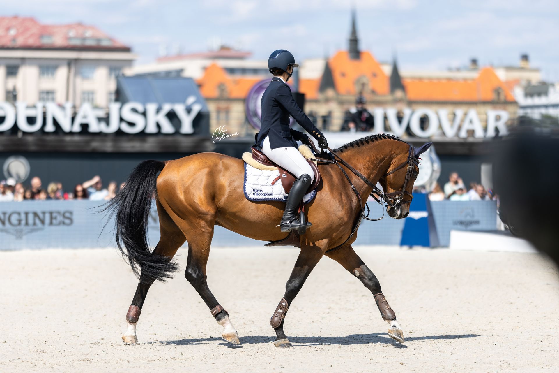 Showjumping