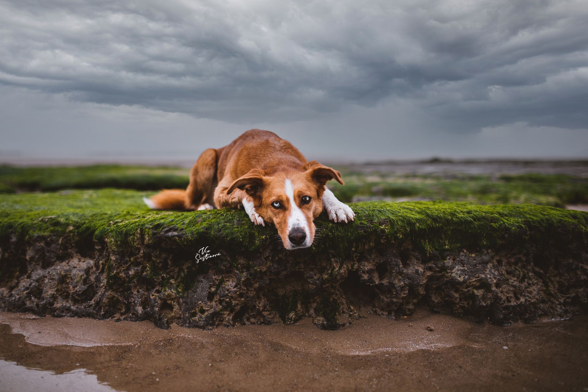 DOG PHOTOGRAPHY
