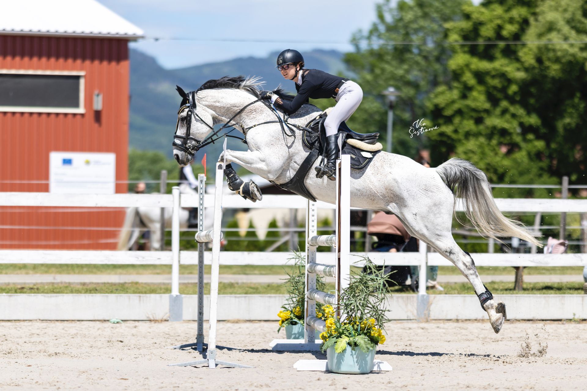 Showjumping