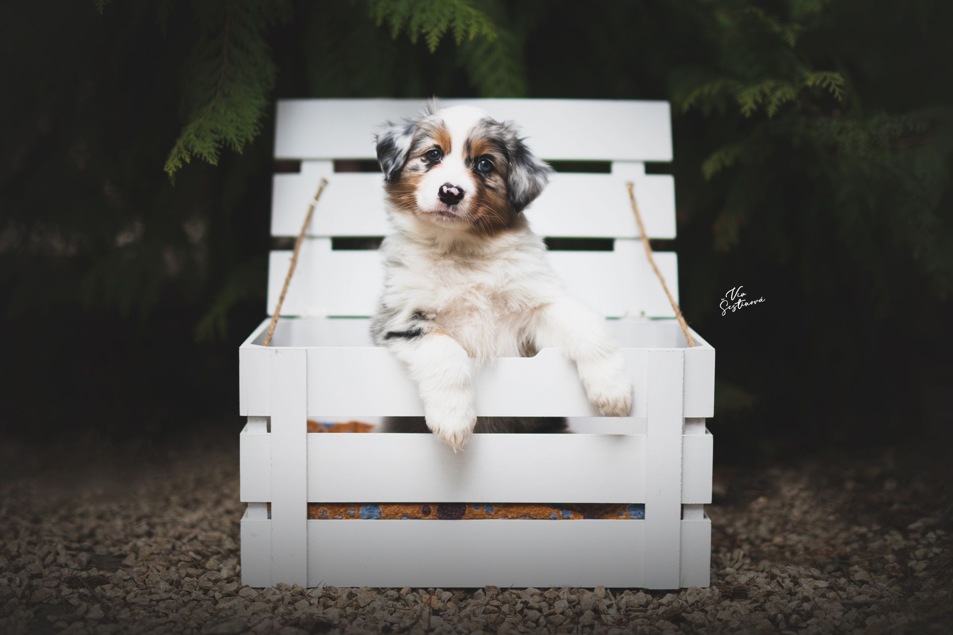 DEDICATED PHOTOSHOOTS