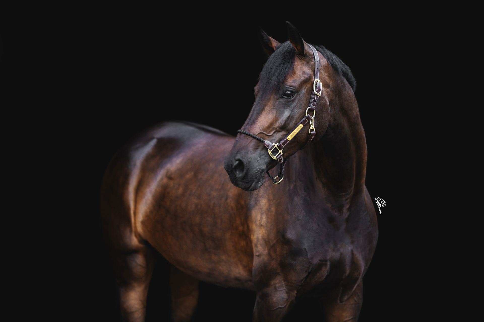 BLACK-BACKGROUND