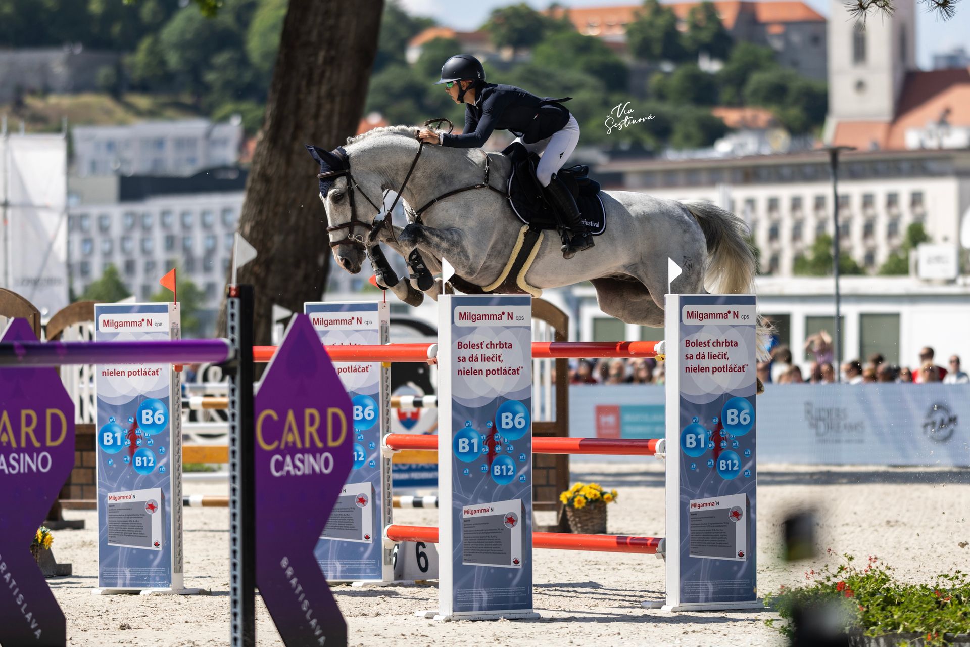 Showjumping