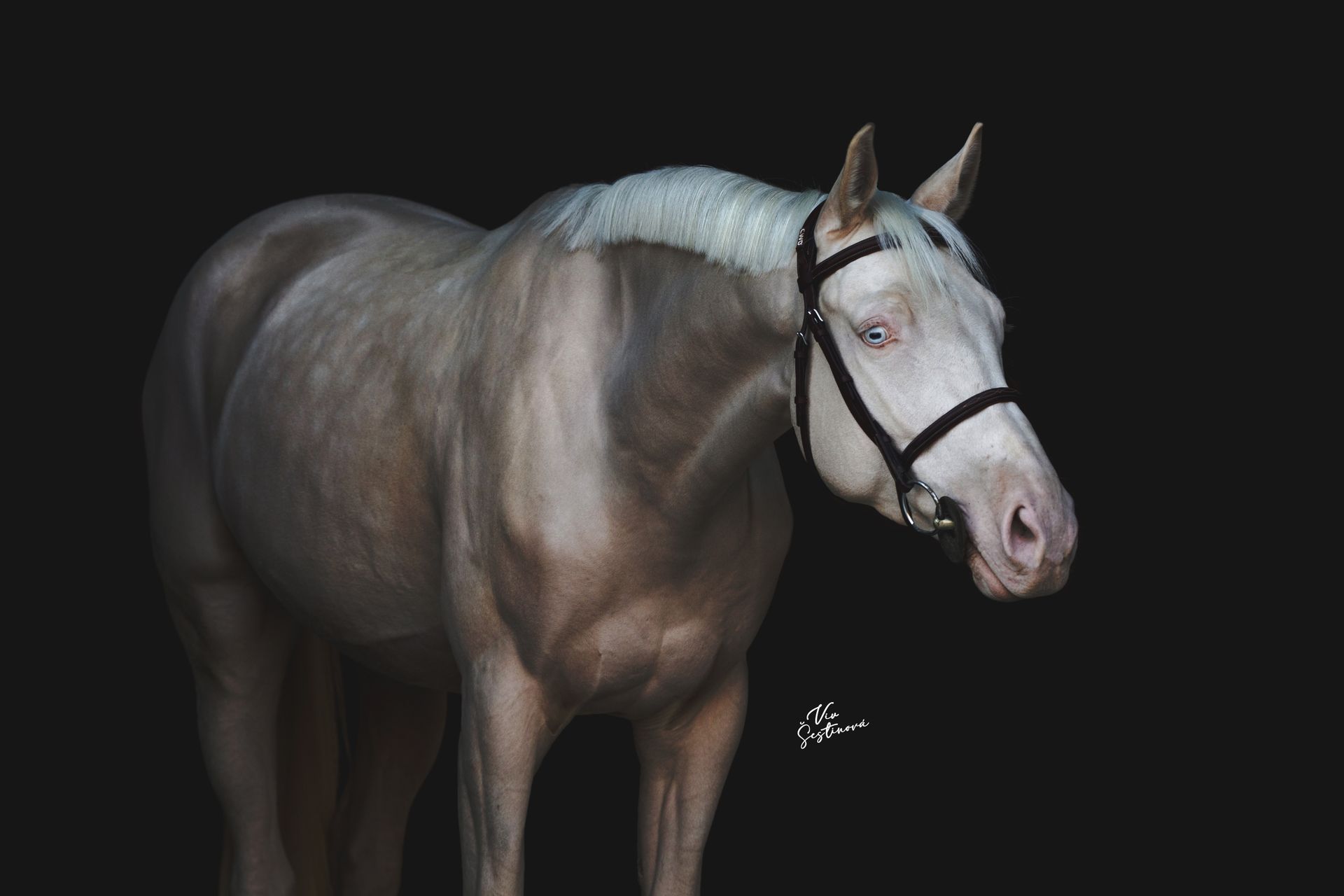 BLACK-BACKGROUND