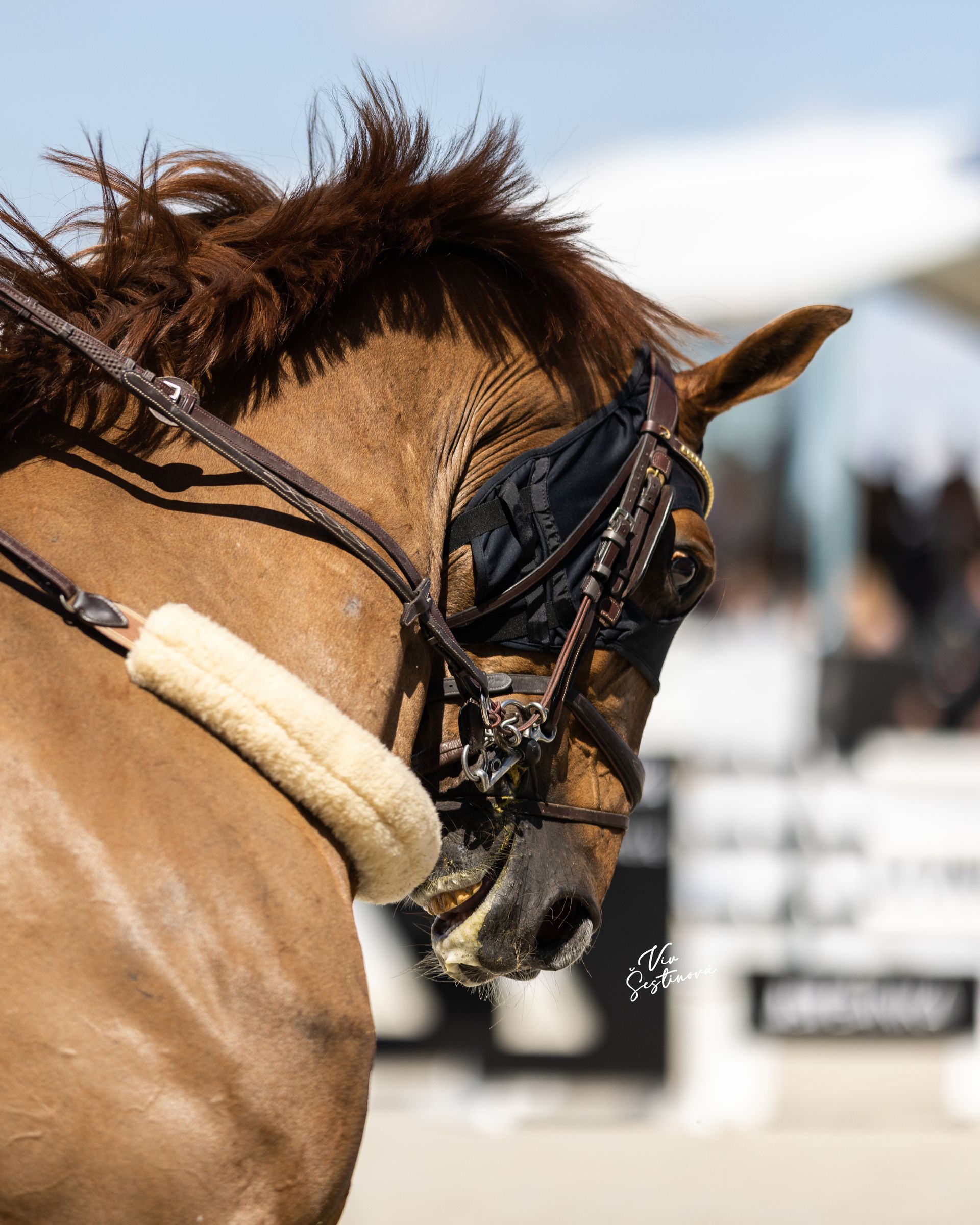Showjumping